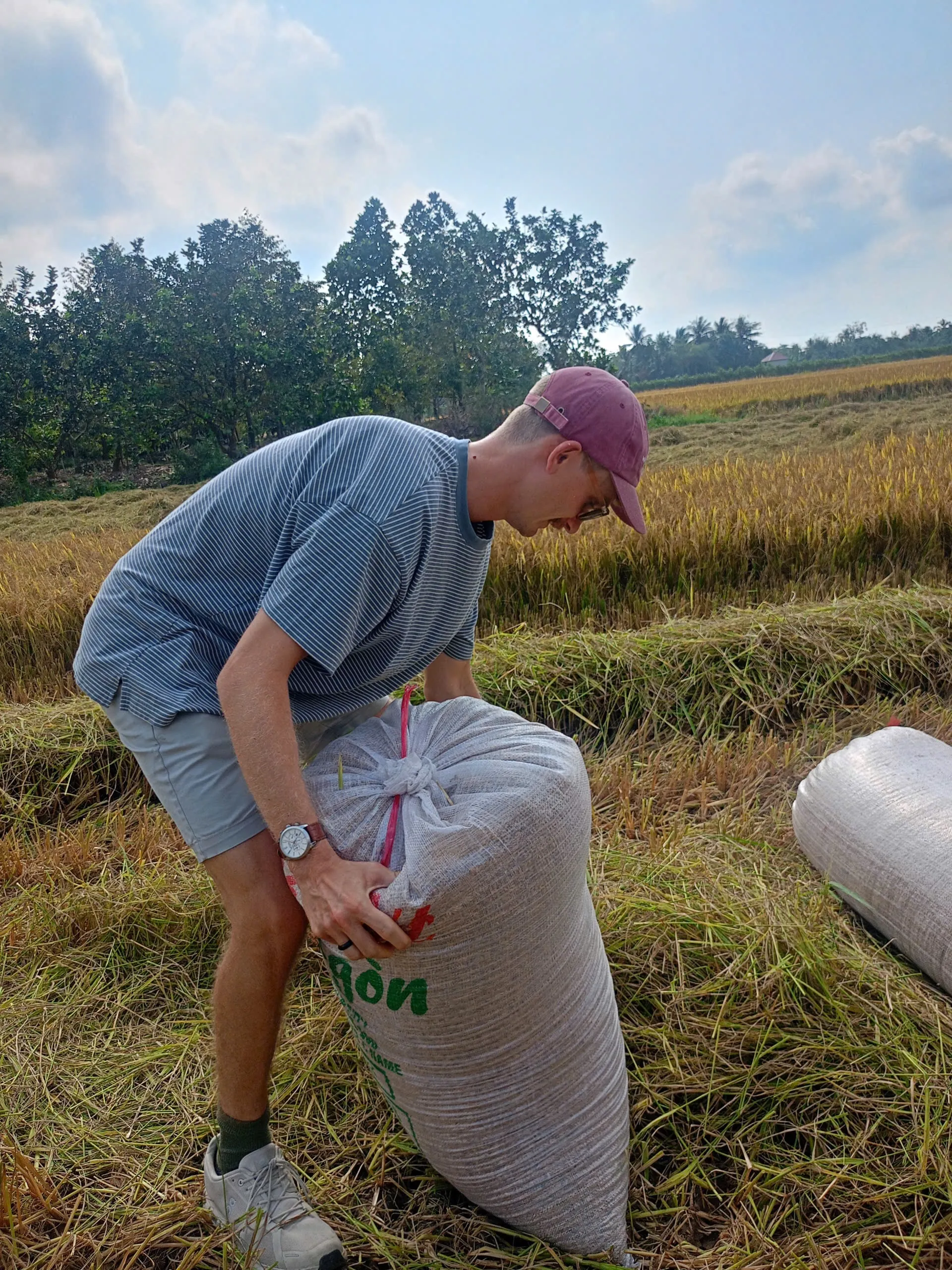 Visitor lifting a bag of rice in a golden rice field near Vinh Long