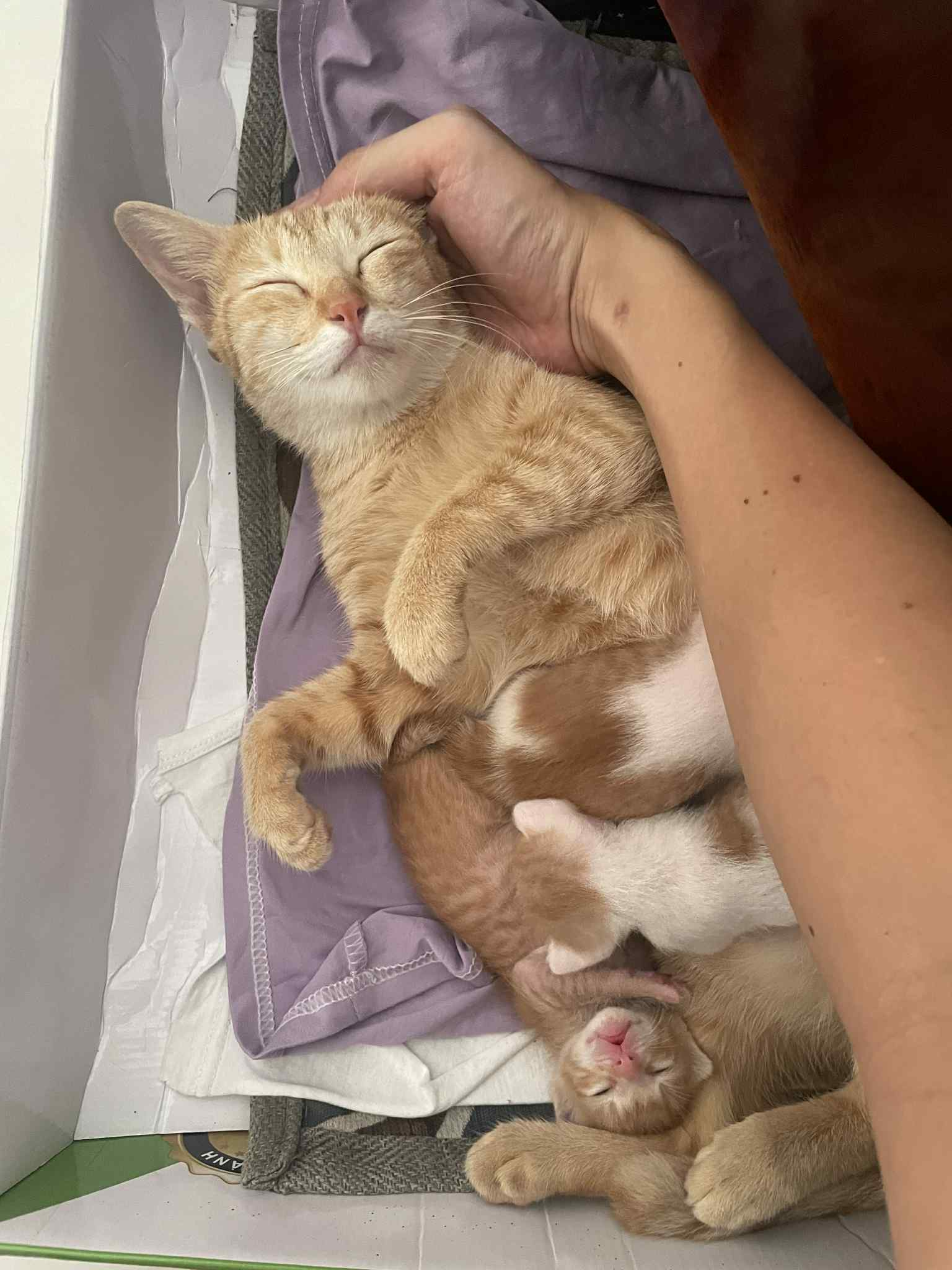 Jerry The Ginger Cat