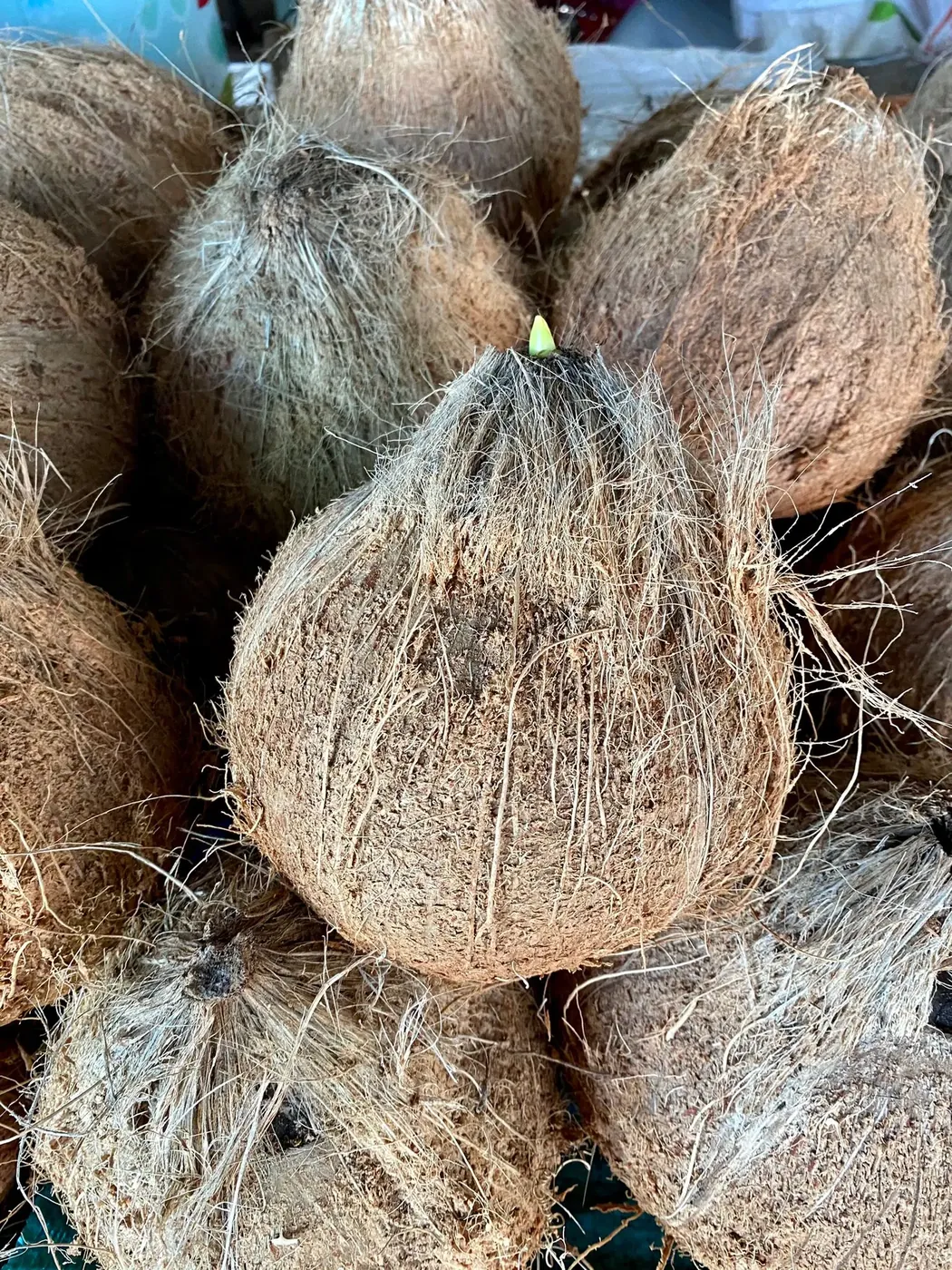 Coconuts for sale