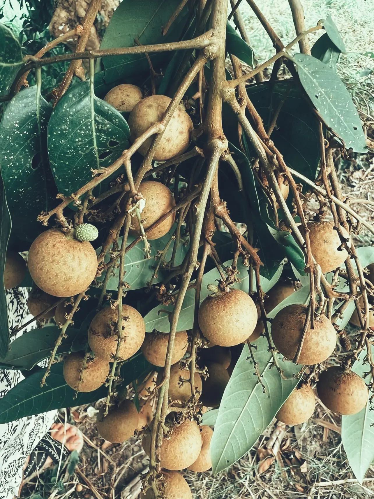 Longan fruit on tree