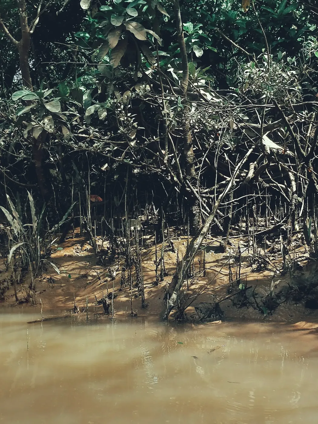 Mangrove vegetation