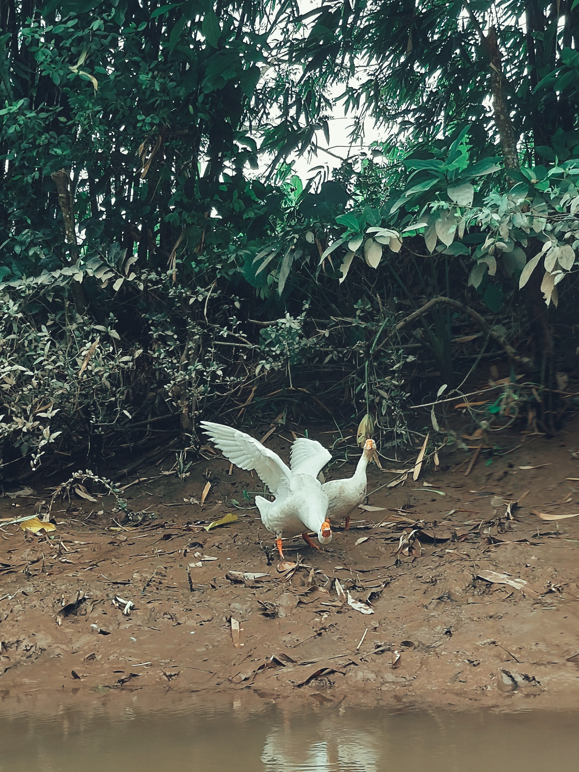 White duck by water