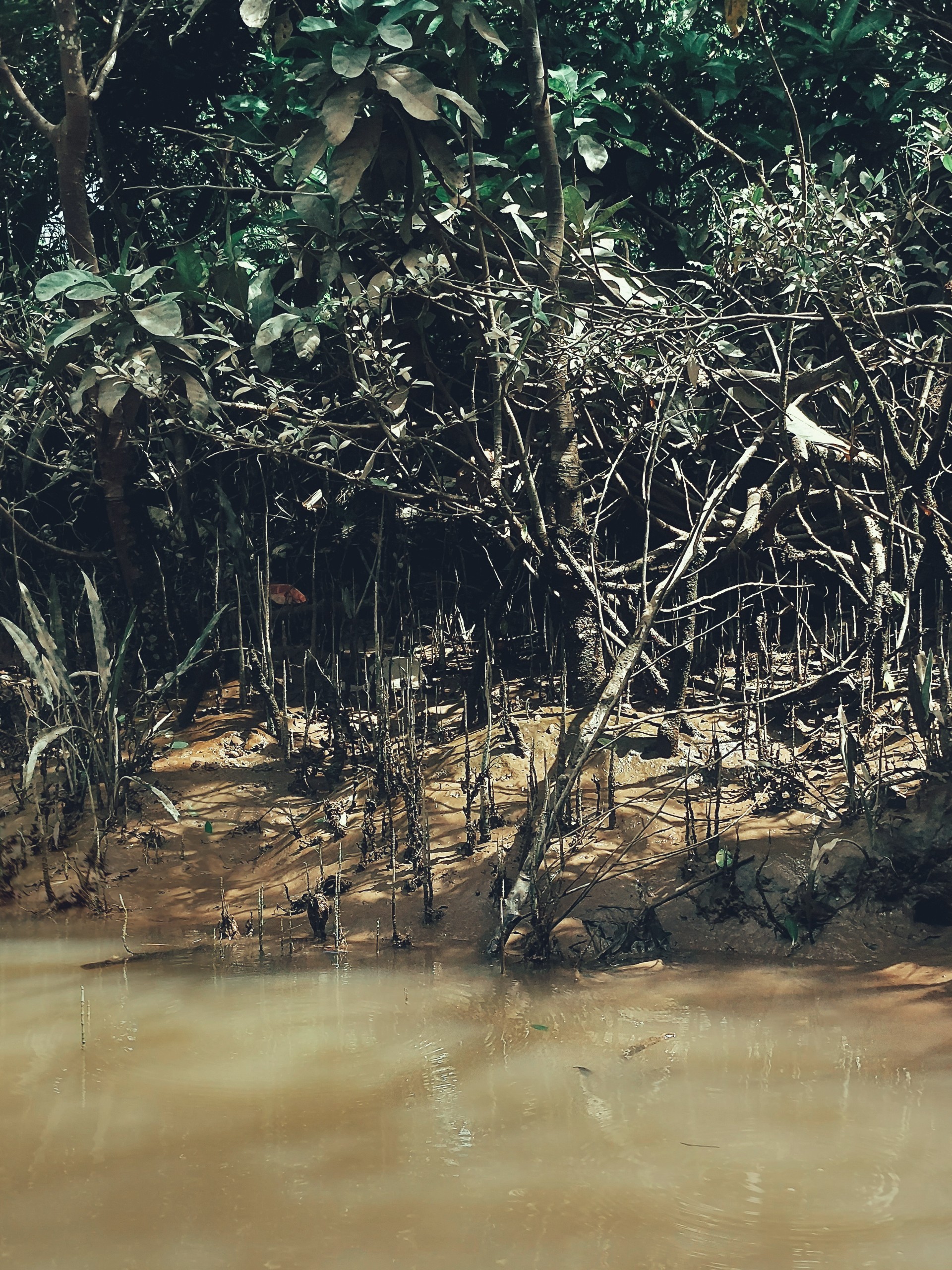 Mangrove along riverbank
