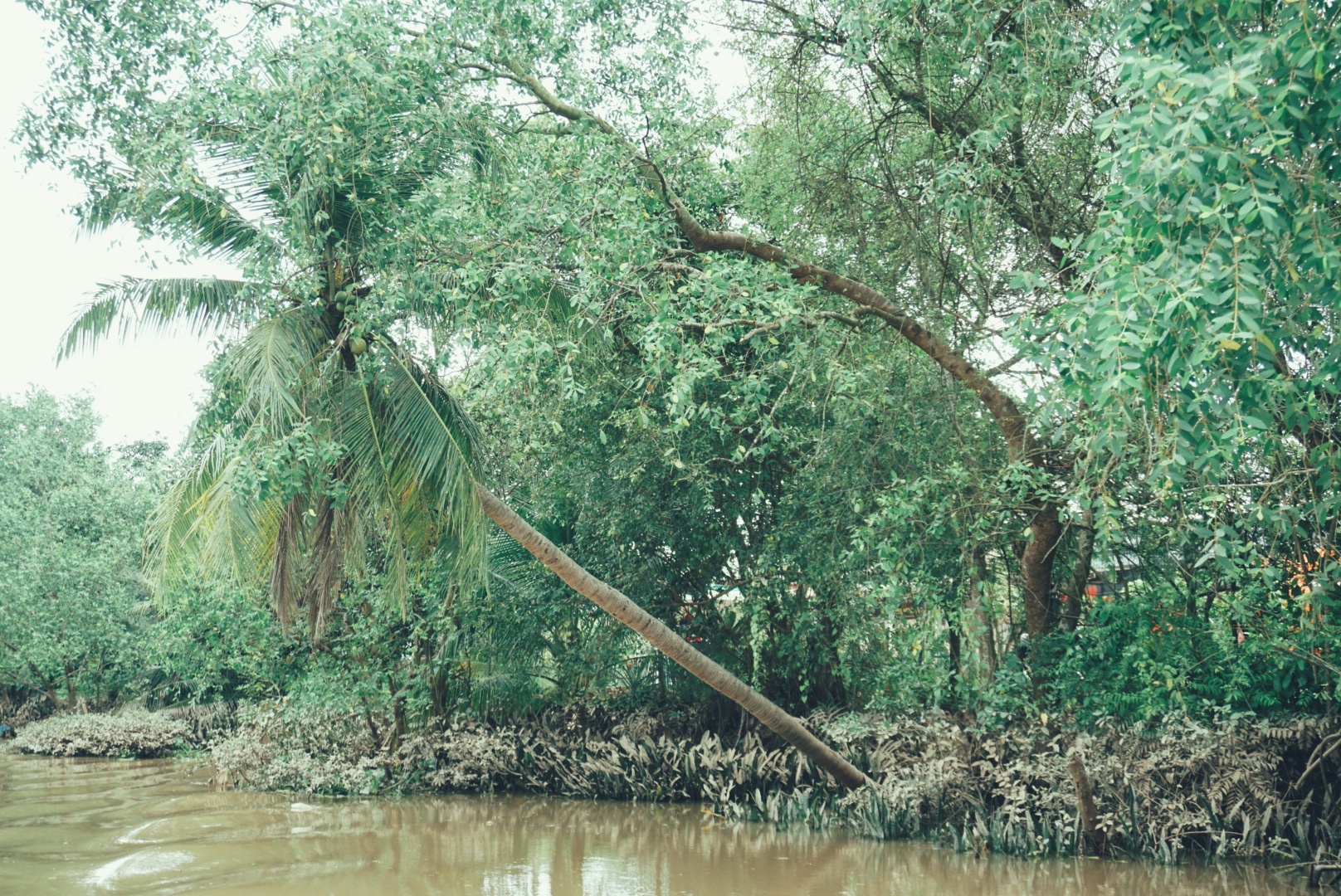 Palm trees by the water