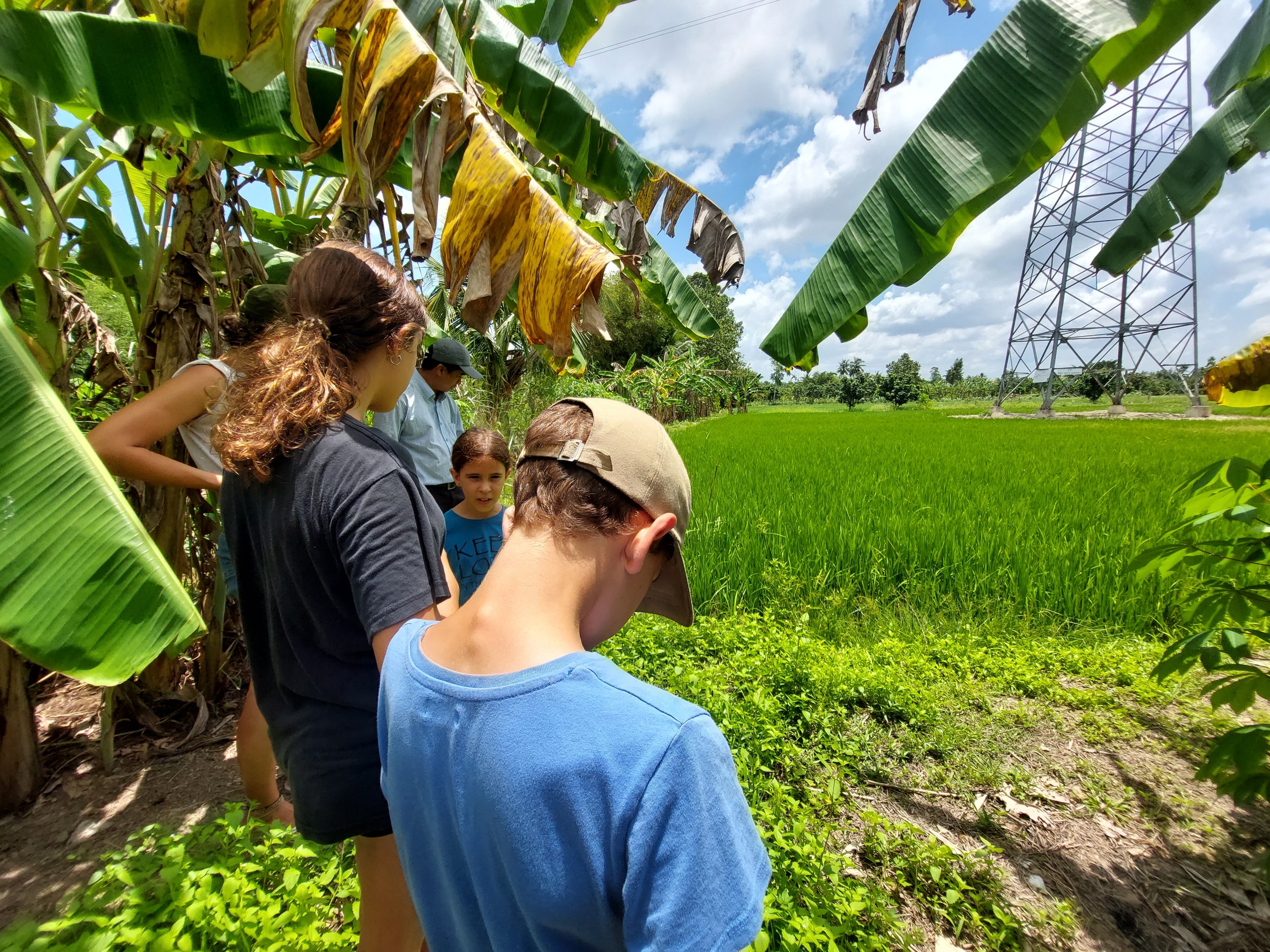 Rice fields with banana trees