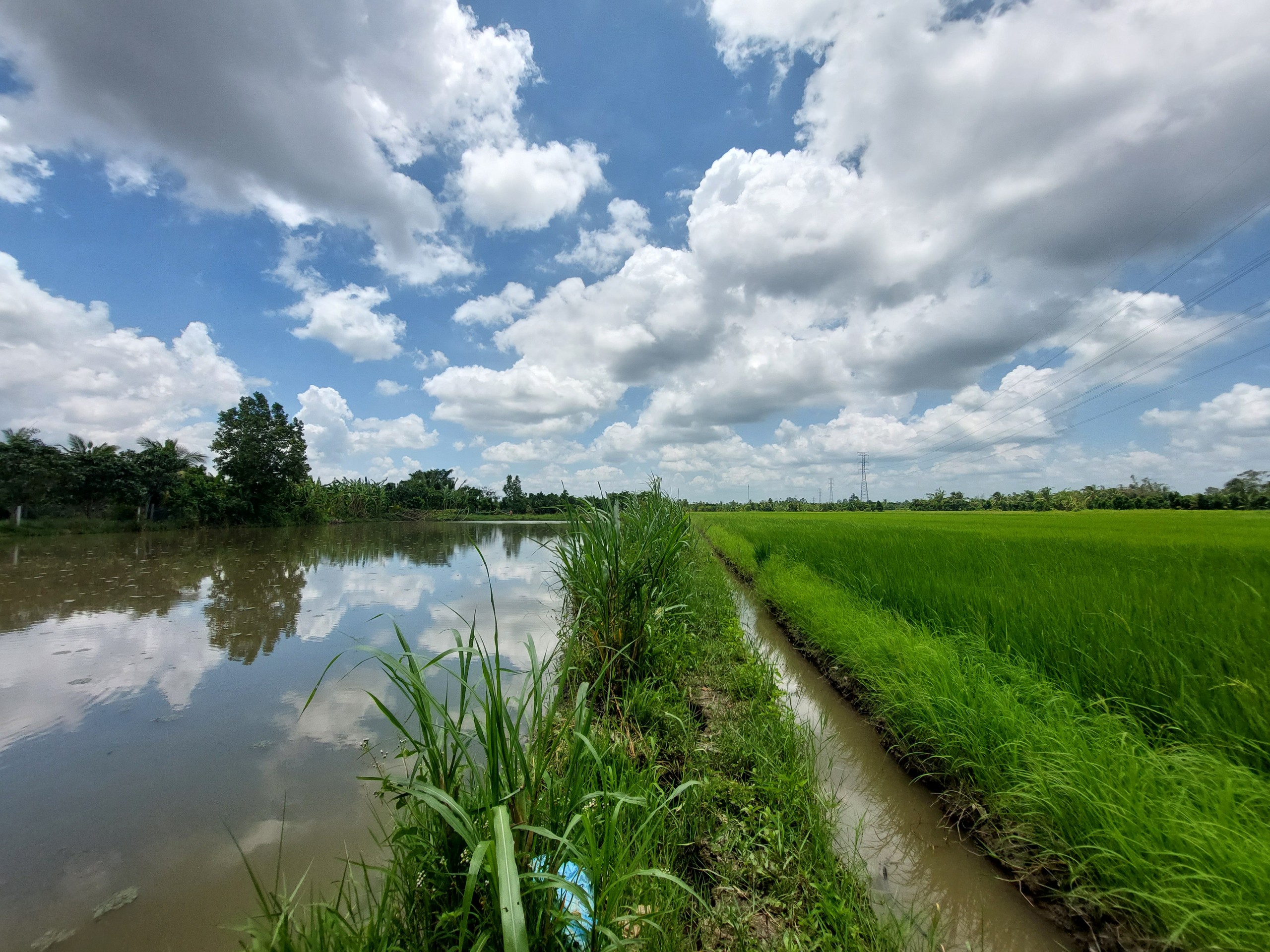 Scenic rice field landscape