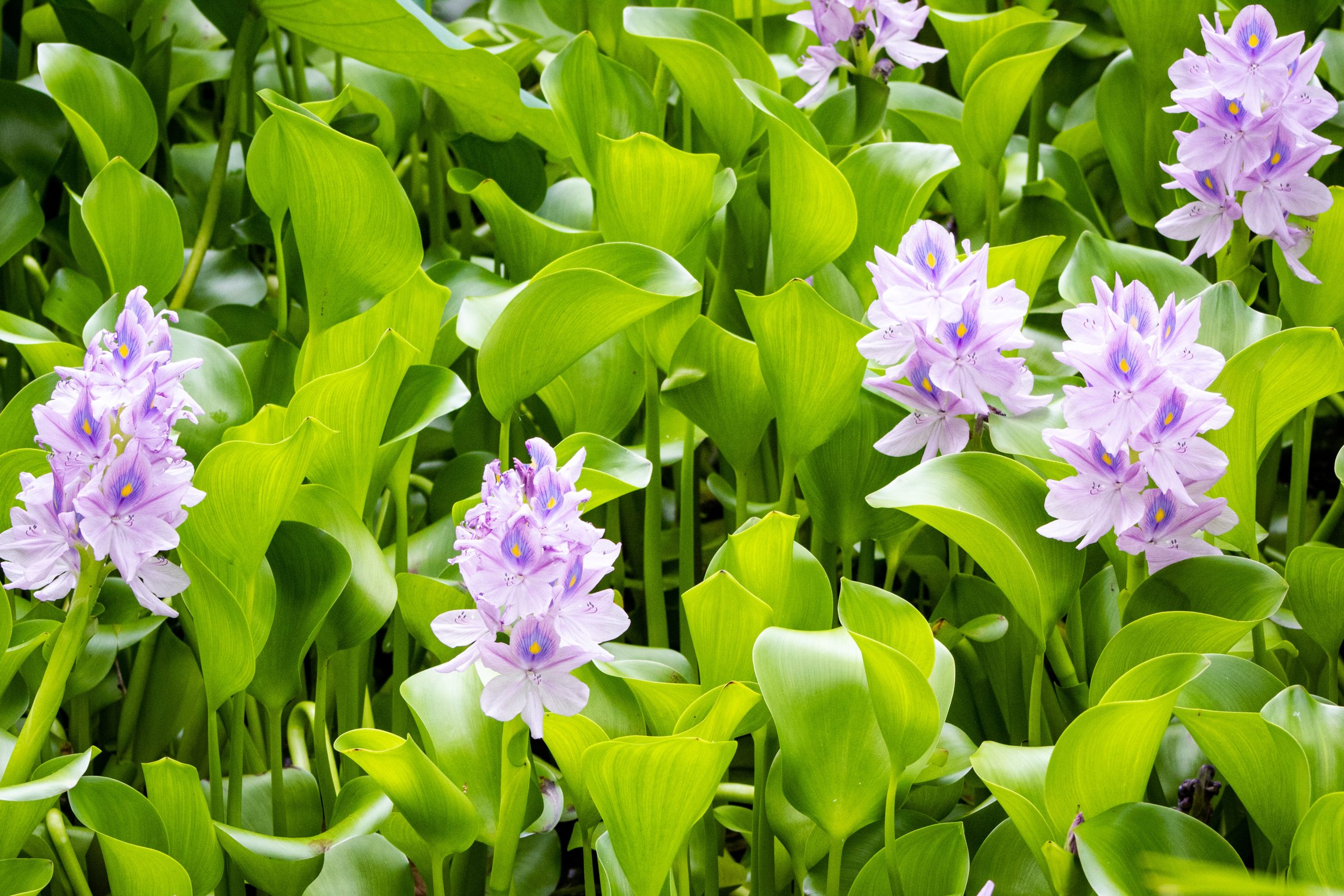 Water hyacinth purple flowers
