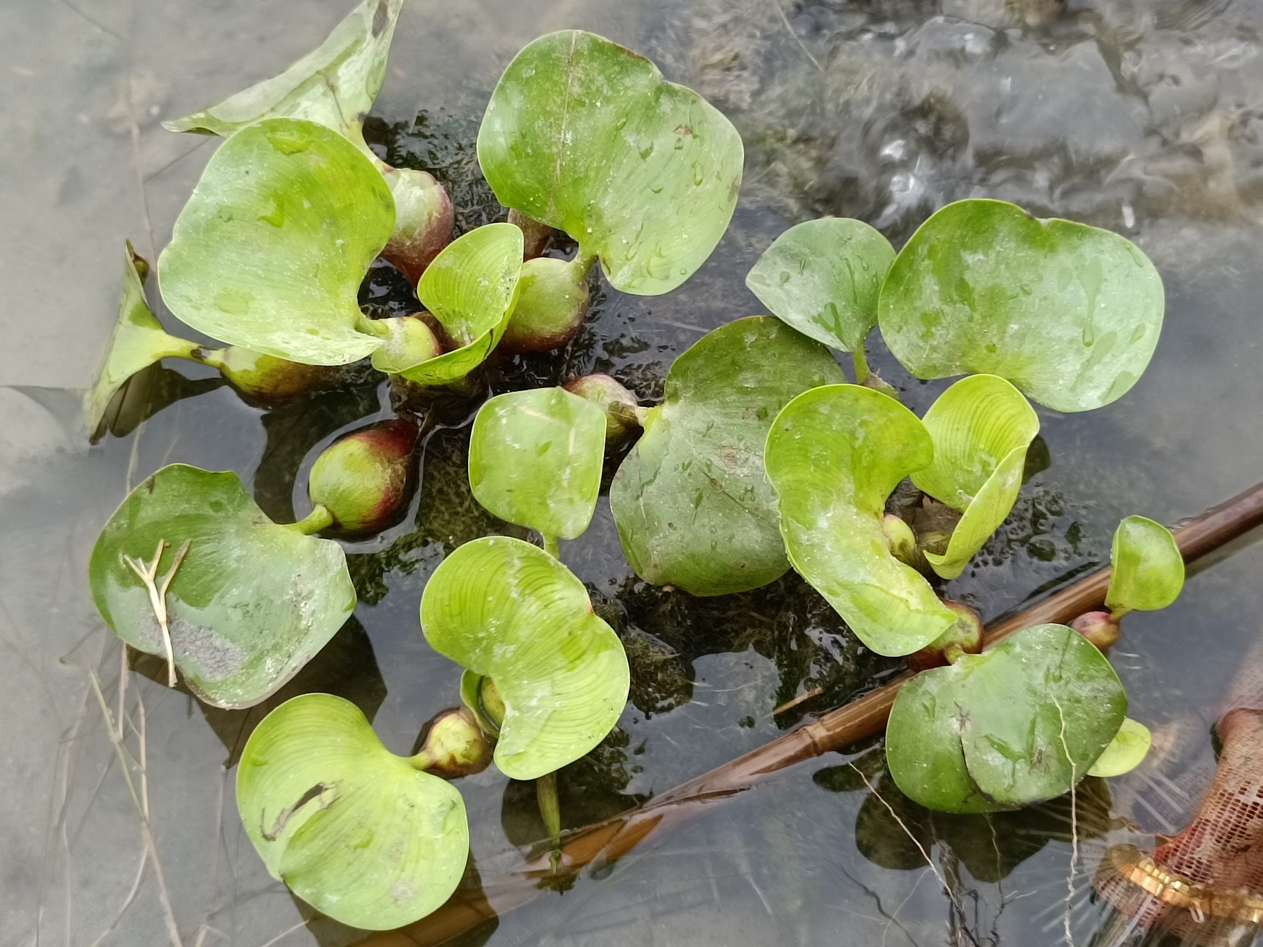 Water hyacinth plants floating