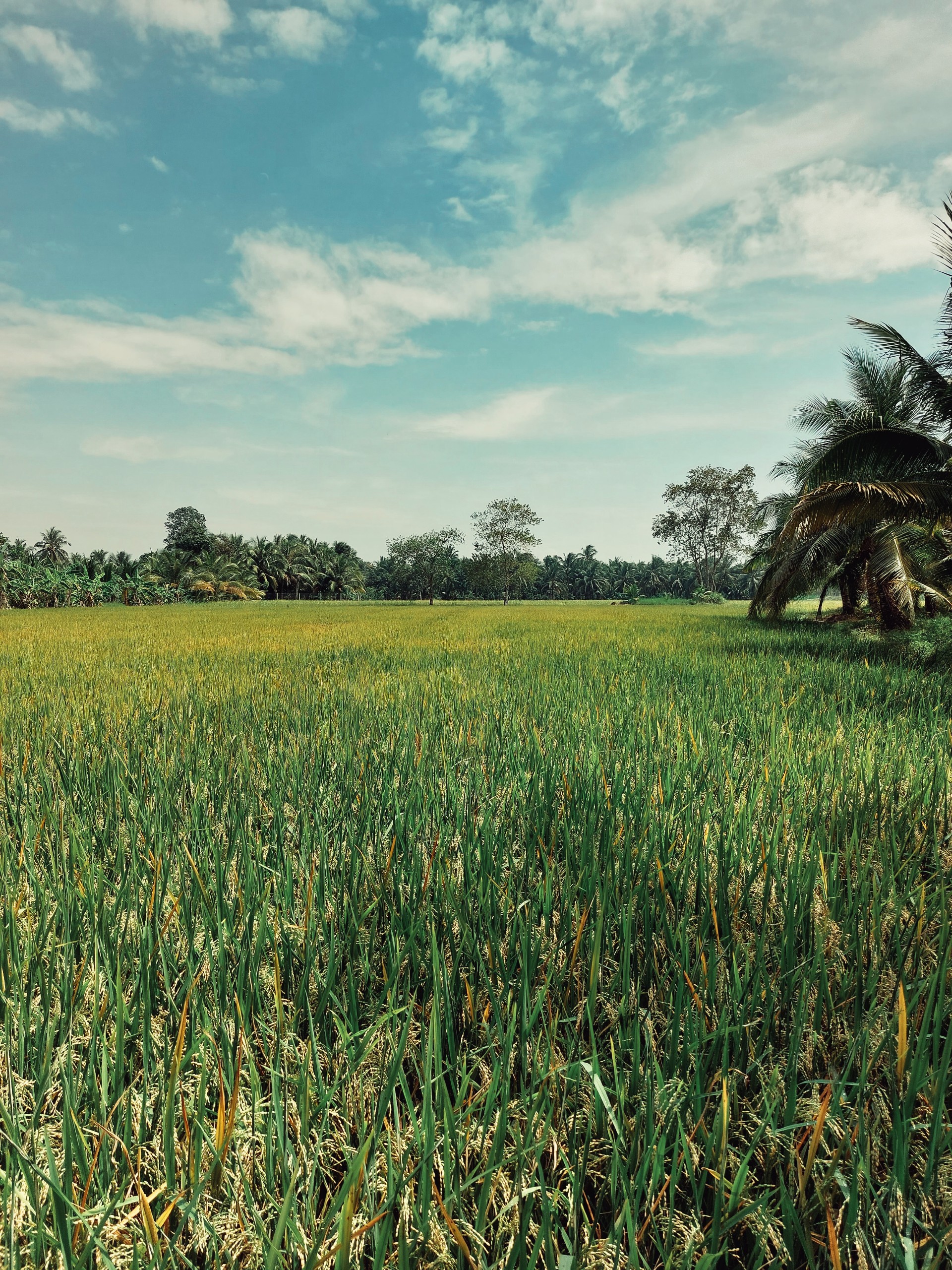 Master artisan crafting pottery